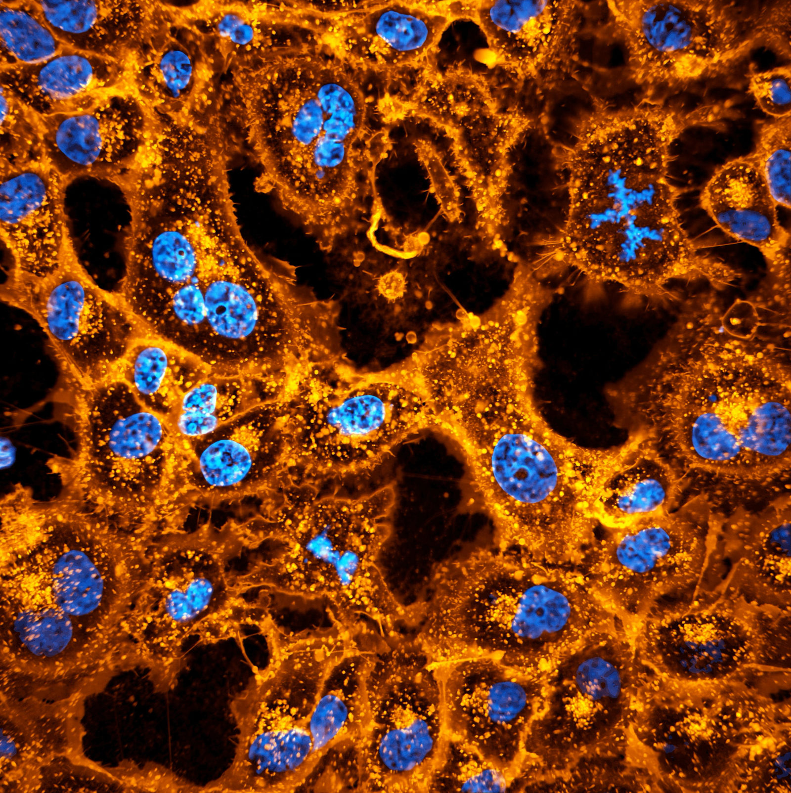 12-hour-time-lapse-of-cultured-monkey-cells-labeled-for-plasma-membrane