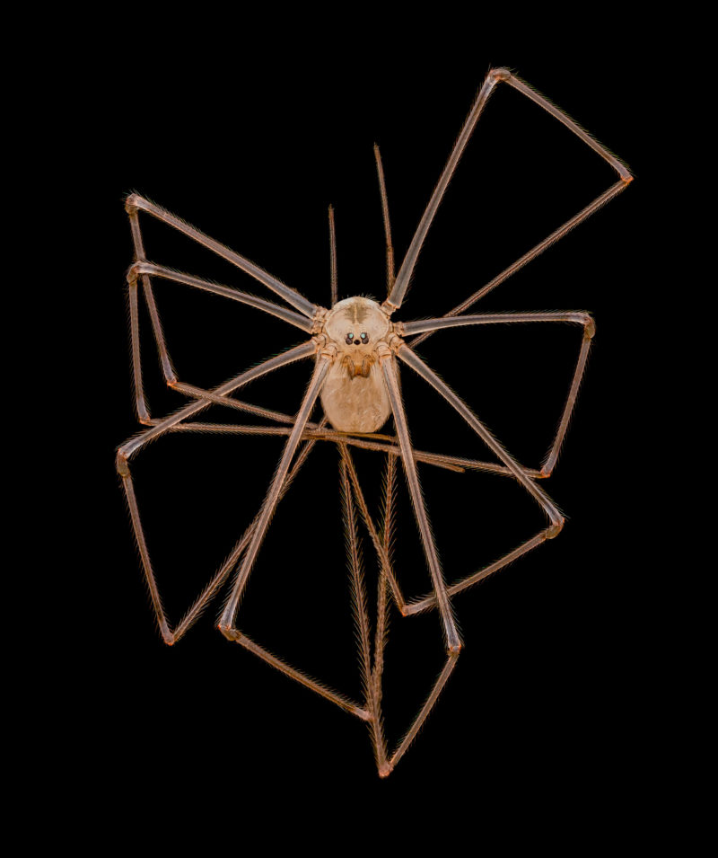 ogre faced spider long bodied cellar spider