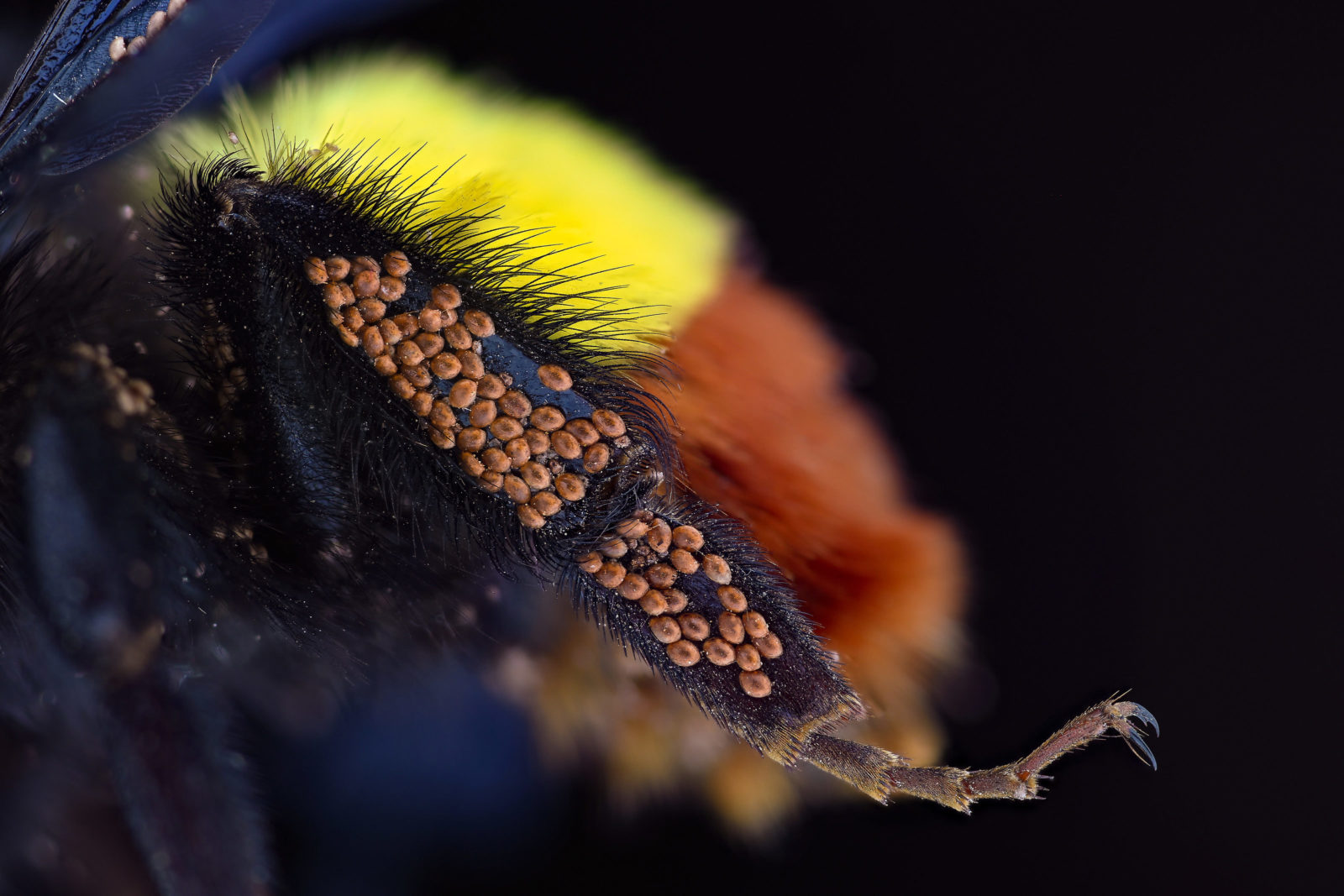Practical Tips For Insect Microphotography - Apogee Photo Magazine