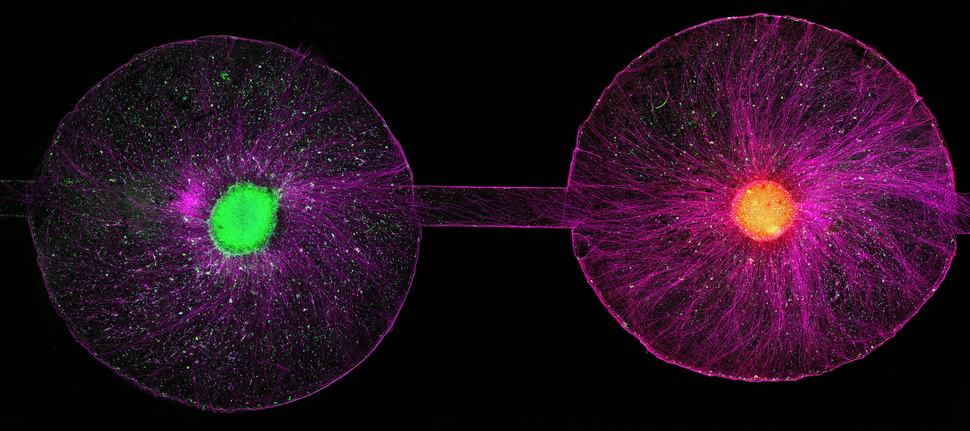 Organ-on-chip system enabling the synaptic conjugation between 3D human ...