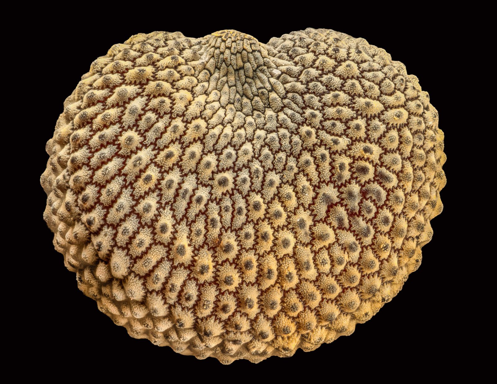 Seed of a Silene plant