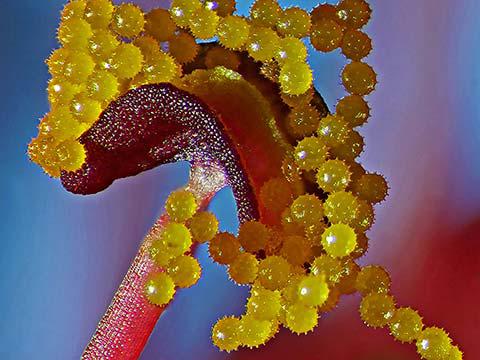 2019 Photomicrography Competition | Nikon’s Small World